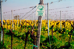 Umweltschonender Weinbau
