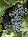 Dornfelder - ein kräftiger Rotwein