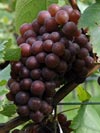 Grauer Burgunder, Pinot oder Ruländer - ein gehaltvoller Wein