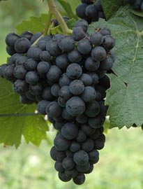 Spätburgunder oder Pinot Noir - Wein für gehobene Ansprüche