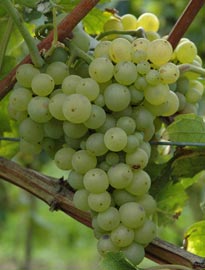 Weißburgunder, Weißer Burgunder oder Pinot Blanc - ein feinrassiger Weißwein