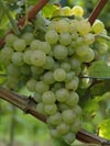 Weißer Burgunder - ein feinrassiger Wein